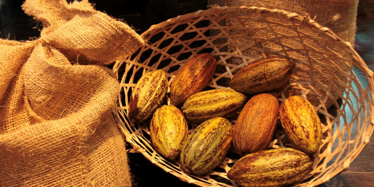 Día Nacional del Cacao: Un patrimonio de riqueza y tradición