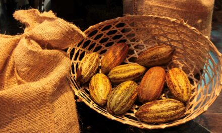 Día Nacional del Cacao: Un patrimonio de riqueza y tradición