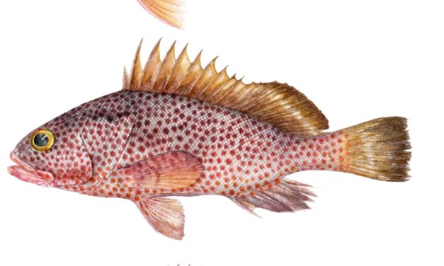 Mercedes Madriz expone en Espacio Arte al Cubo ilustraciones científicas de la flora y la fauna de Venezuela