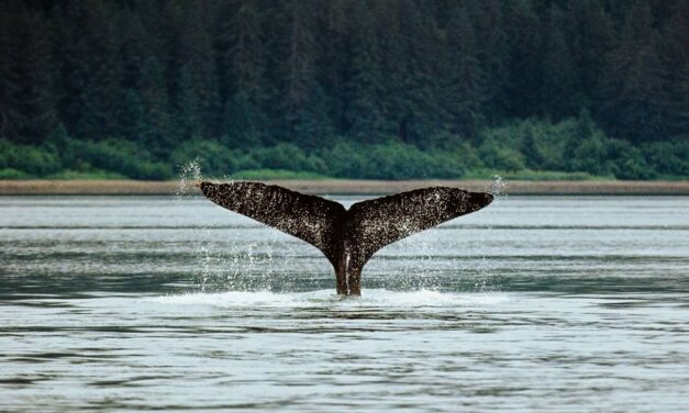 El 7 de julio se celebra el Día de las Maravillas con el impulso del ecoturismo