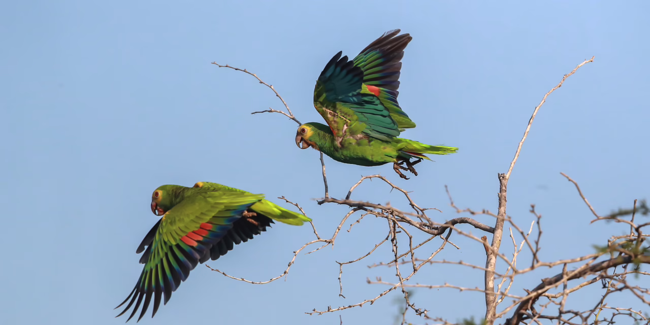 Alzan vuelo 243 cotorras en los cielos de la isla de Margarita durante 2025