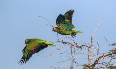Alzan vuelo 243 cotorras en los cielos de la isla de Margarita durante 2025