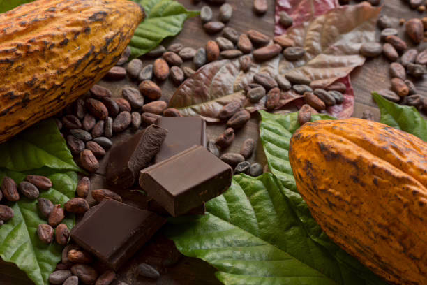 Hoy 13 de septiembre, en el día Mundial del Chocolate valoramos el legado del cacao venezolano
