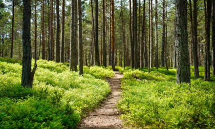 Hacen un llamado urgente a la acción por la salud de nuestros bosques