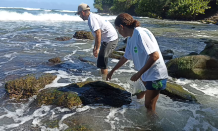 En La Guaira: Identificados cuatro géneros de algas con alto valor nutricional