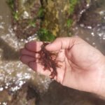 Localizan arribazones de algas pardas en el malecón de La Sabana, estado La Guaira