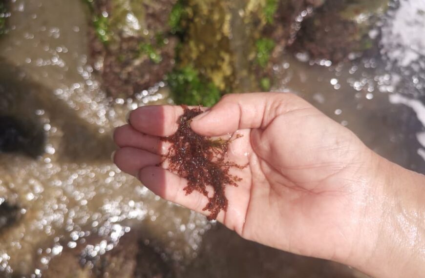 Localizan arribazones de algas pardas en el malecón de La Sabana, estado La Guaira